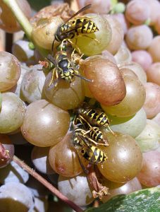 five wasps eating a bunch of ripe grapes